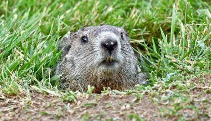 Groundhog